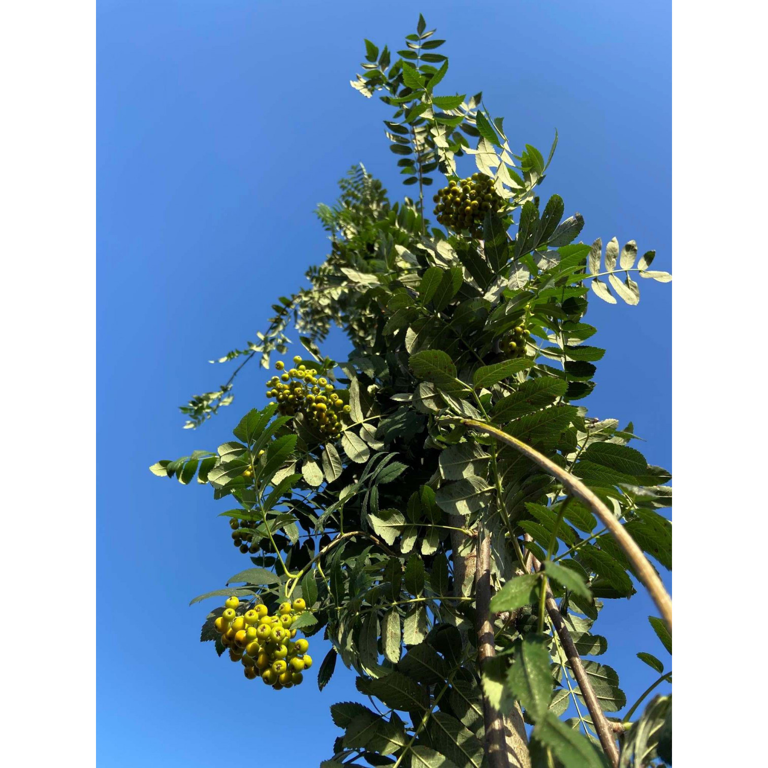 Sorbus Aucuparia ''Cardinal Red'' rowan mountain ash  10/12 girth 1.8meter clear stem 13 feet planted height