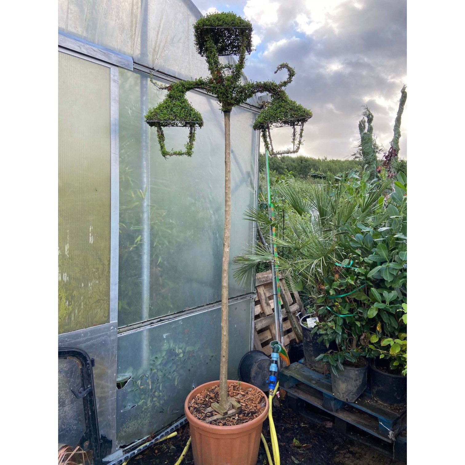 Ilex Crenata Topiary: Street Lamp 300cm/10ft tall including pot