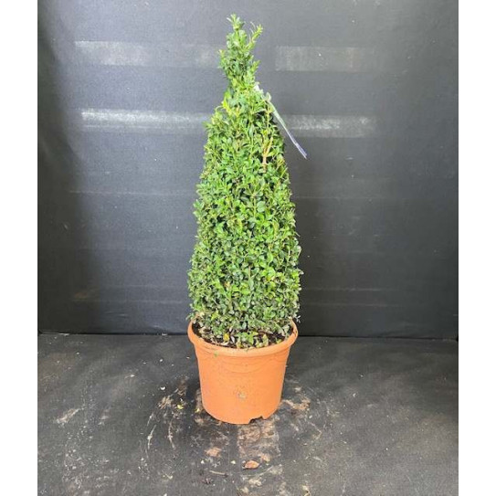Box Buxus Cone 90cm / 2ft 10in including pot height