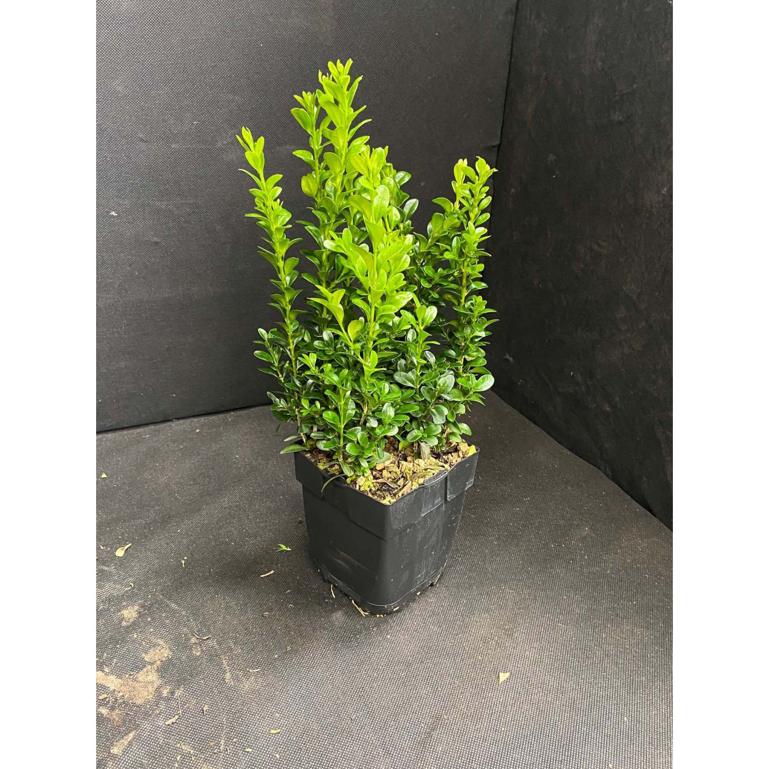 Buxus Bush 30-40cm plant height (not including pot) 2 litre pot