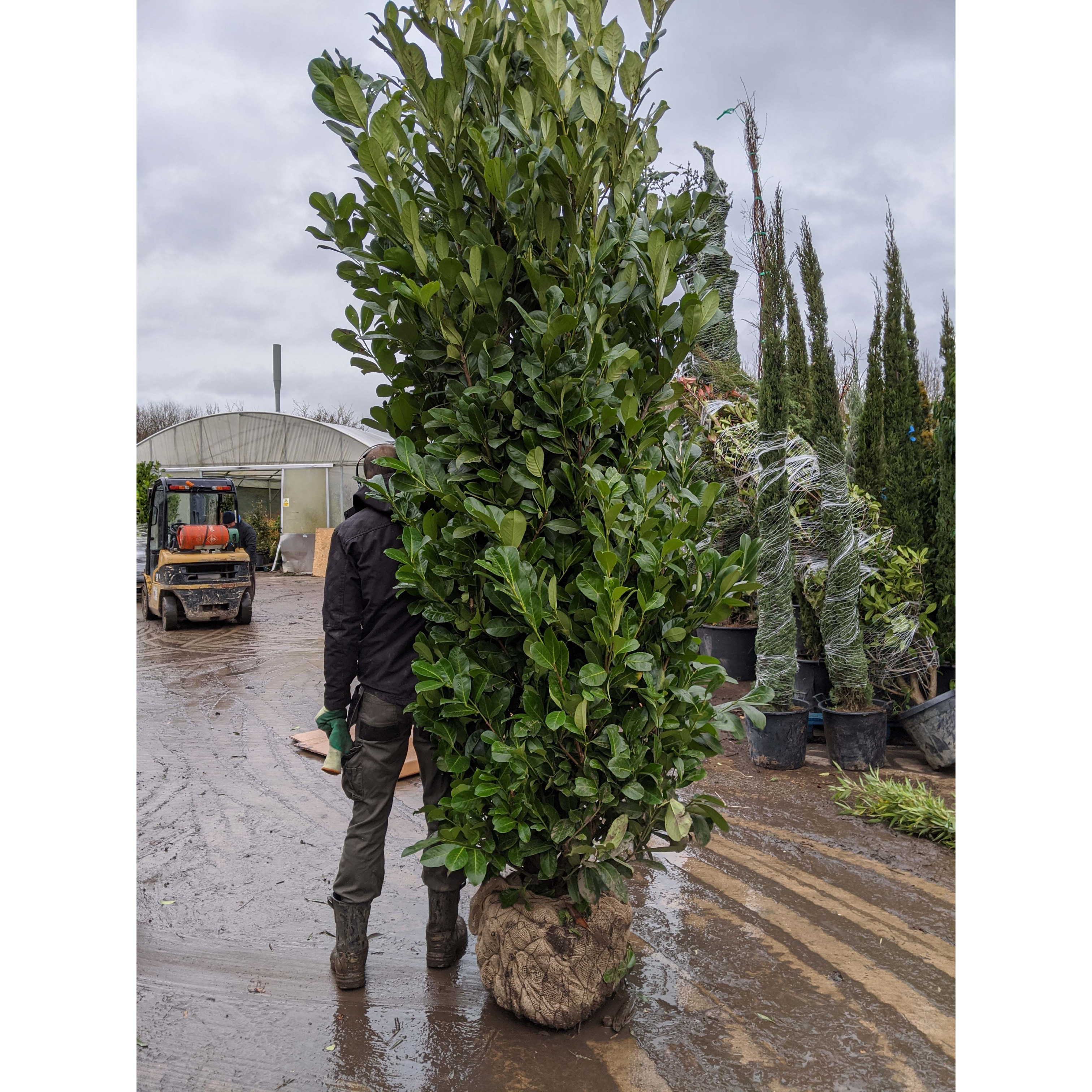 Cherry Laurel Hedging Rootball 2.5-3m (8 - 9ft) - SOLD OUT