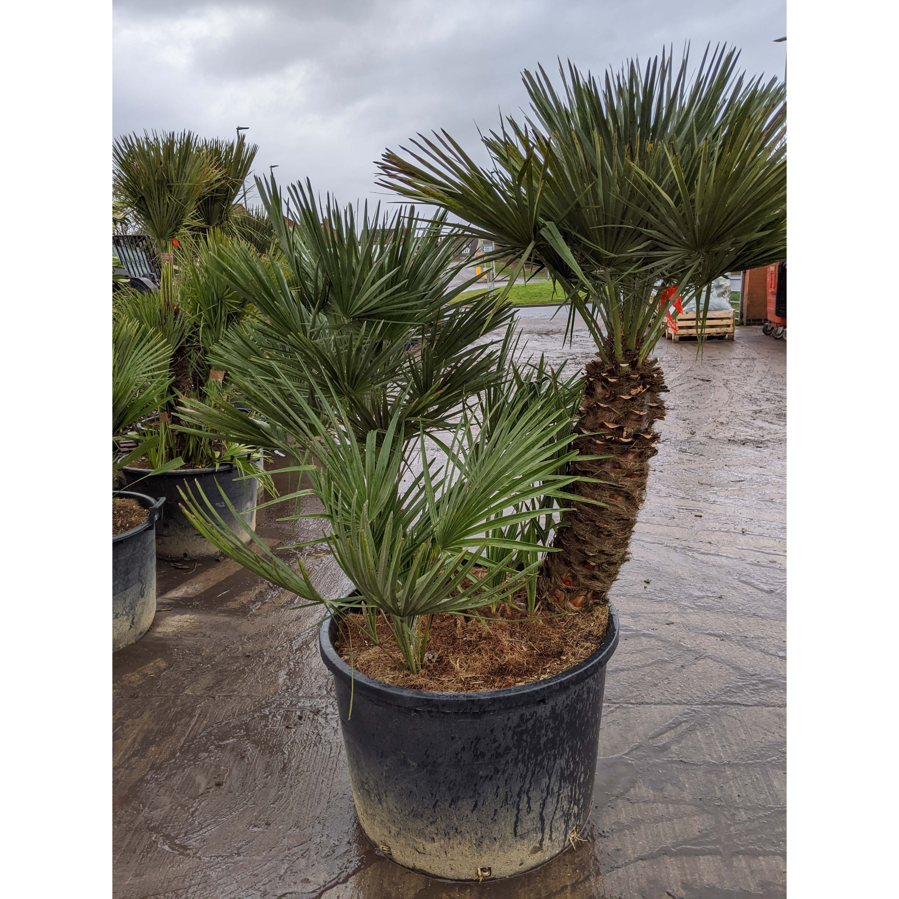 Chamaerops Humilis Fan Palm 180 - 195cm / 6 - 6ft 6in including pot height