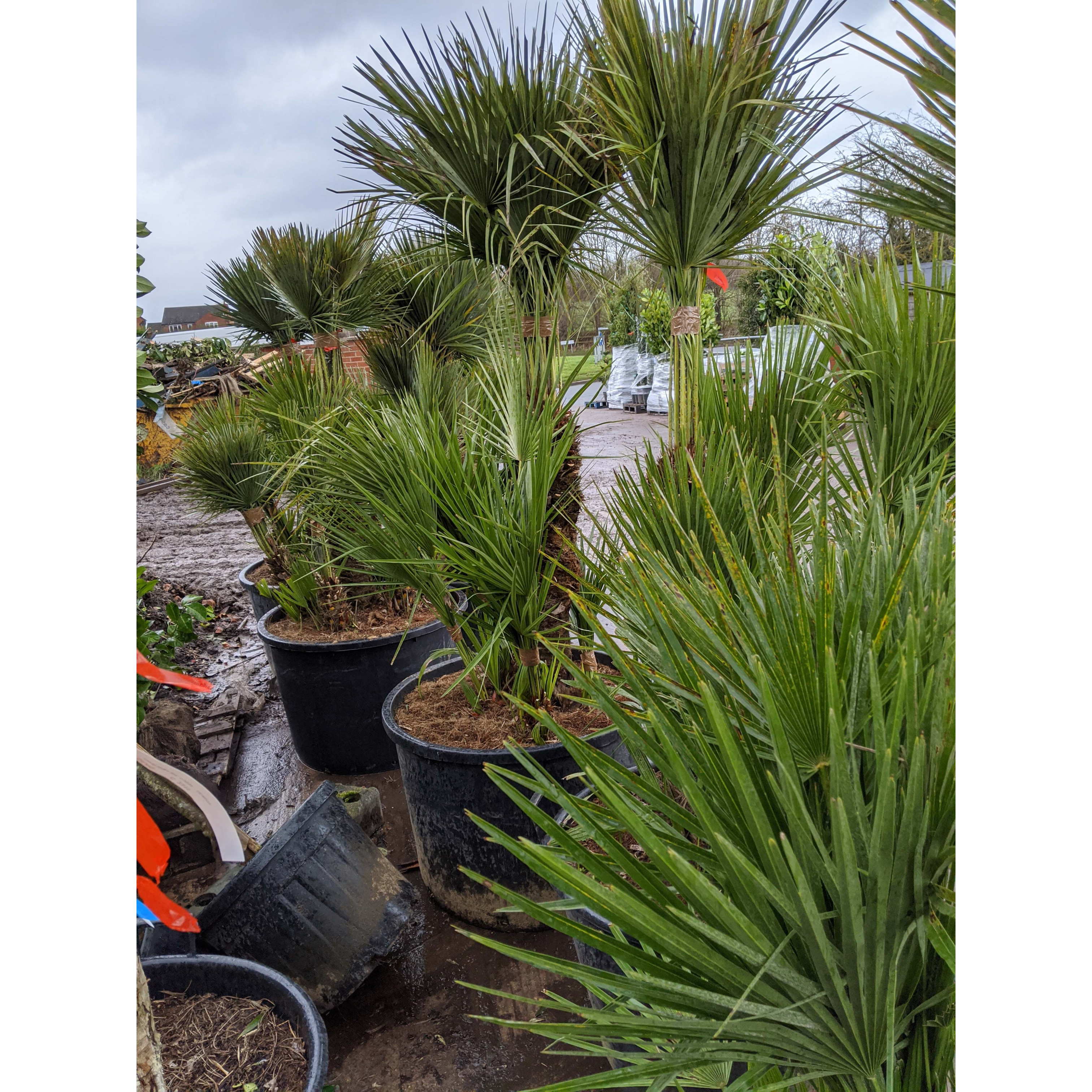 Chamaerops Humilis Fan Palm 180 - 195cm / 6 - 6ft 6in including pot height