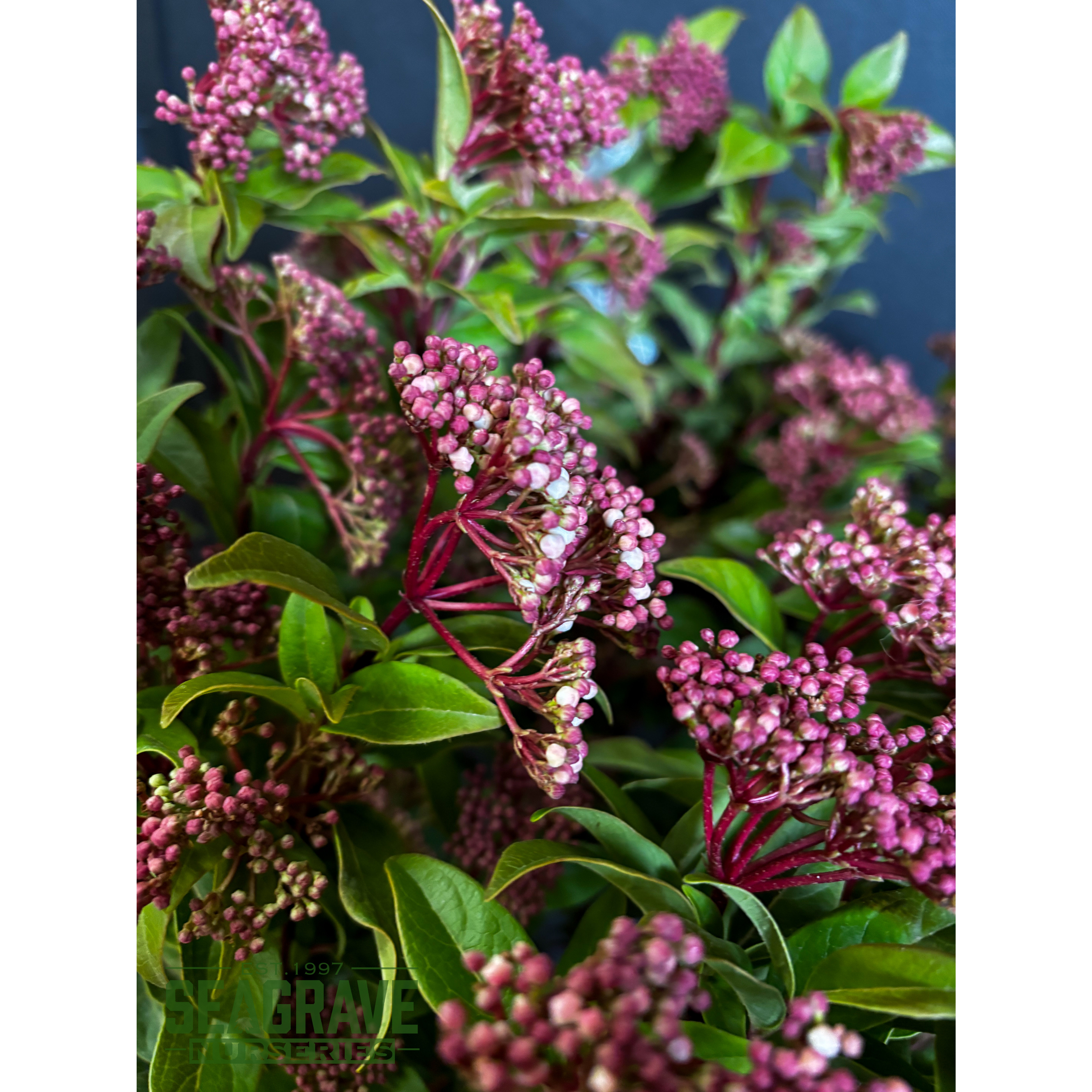 Viburnum Tinus (Eve Price) 100-120cm planted height 20 Litre pot