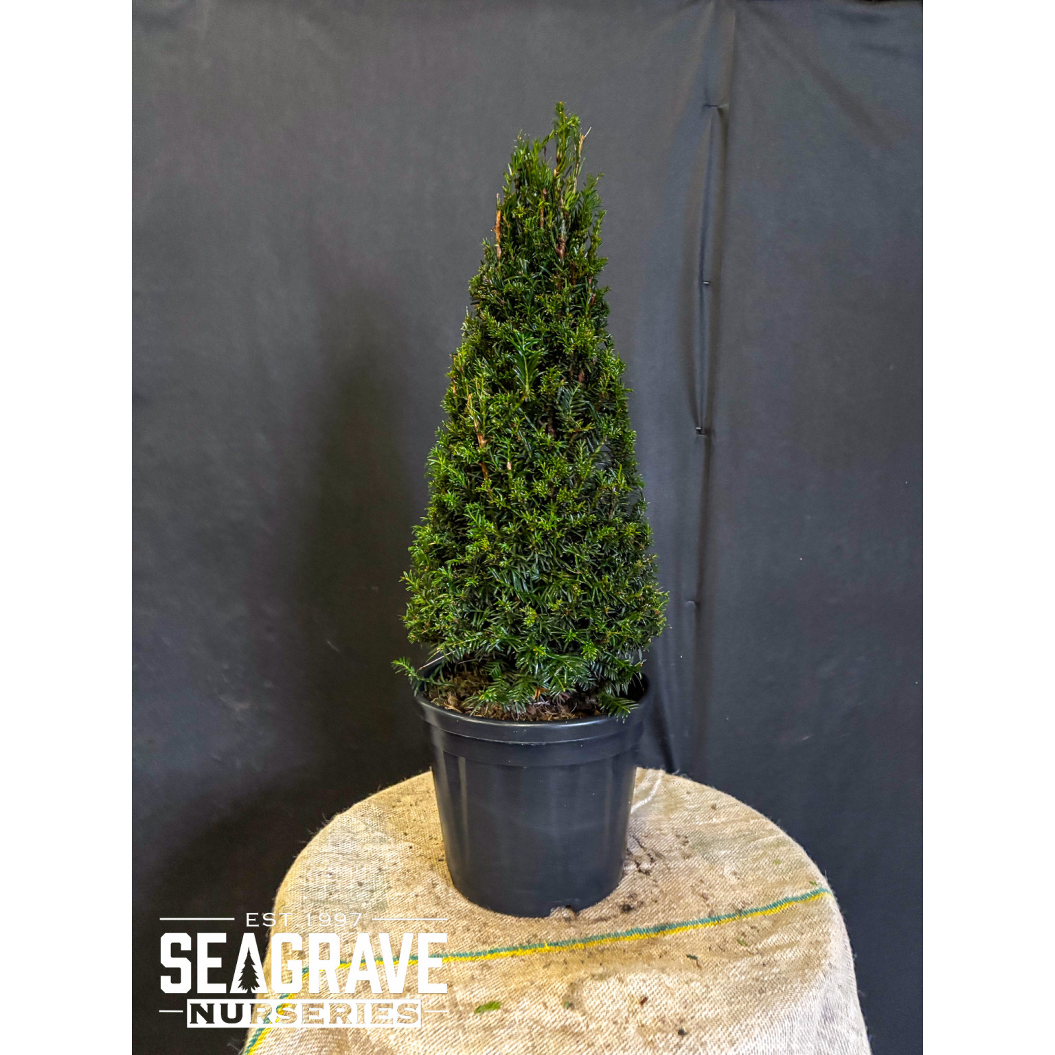 Taxus Baccata Cone,  80-90cm (1ft 9in - 2ft 3in) Planted Height