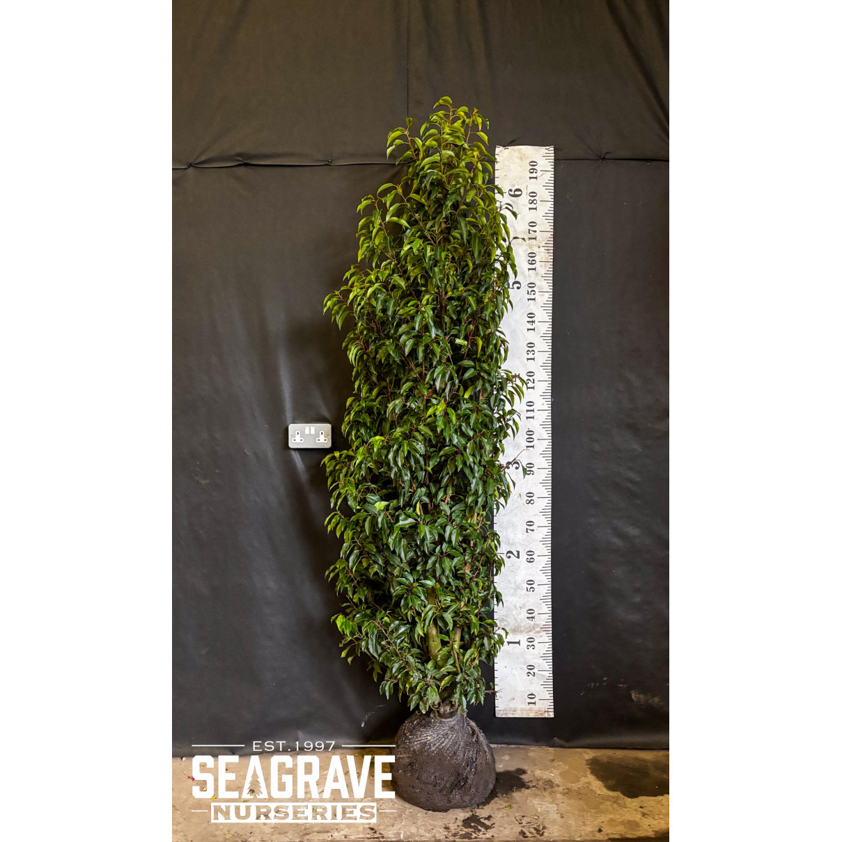 Hedging Prunus Lusitanica Rootballed 175 - 200cm (5ft 8in- 6ft 5in ) Planted Height - TAKING ORDERS FOR AUTUMN 2025