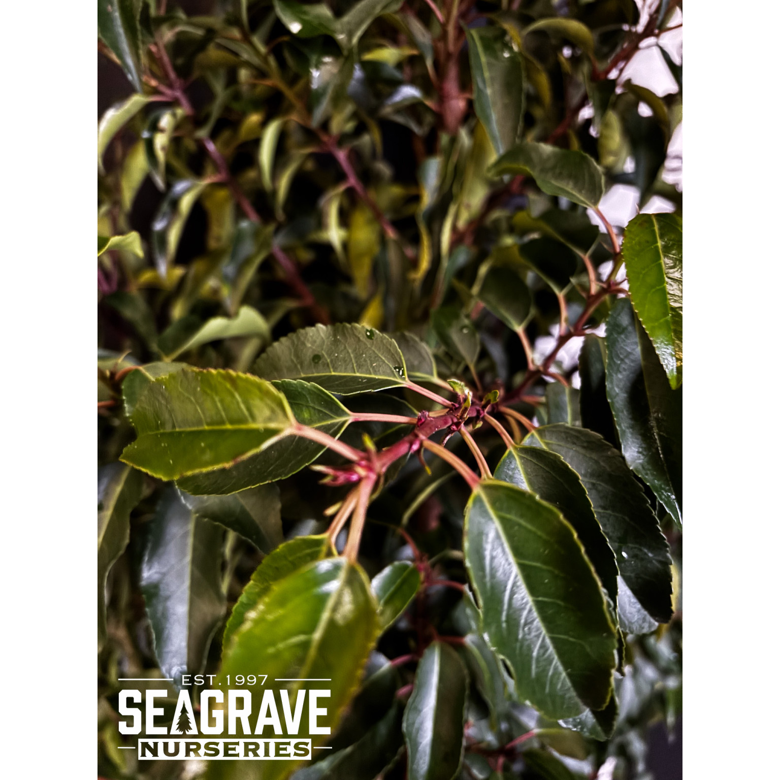 Hedging Prunus Lusitanica Rootballed 175 - 200cm (5ft 8in- 6ft 5in ) Planted Height - TAKING ORDERS FOR AUTUMN 2025