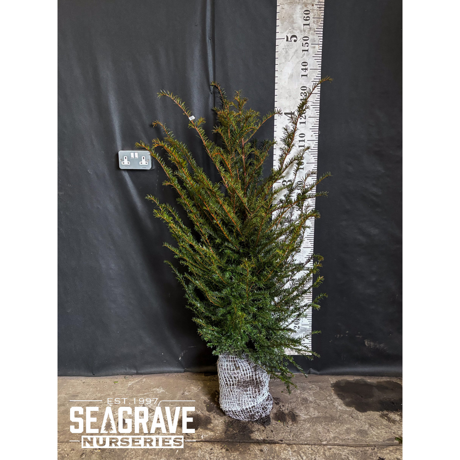 Taxus Baccata Rootball, 80-100cm (2ft 6in - 3ft 2in) Planted Height - AVAILABLE NOW AGAIN FOR LIMITED TIME