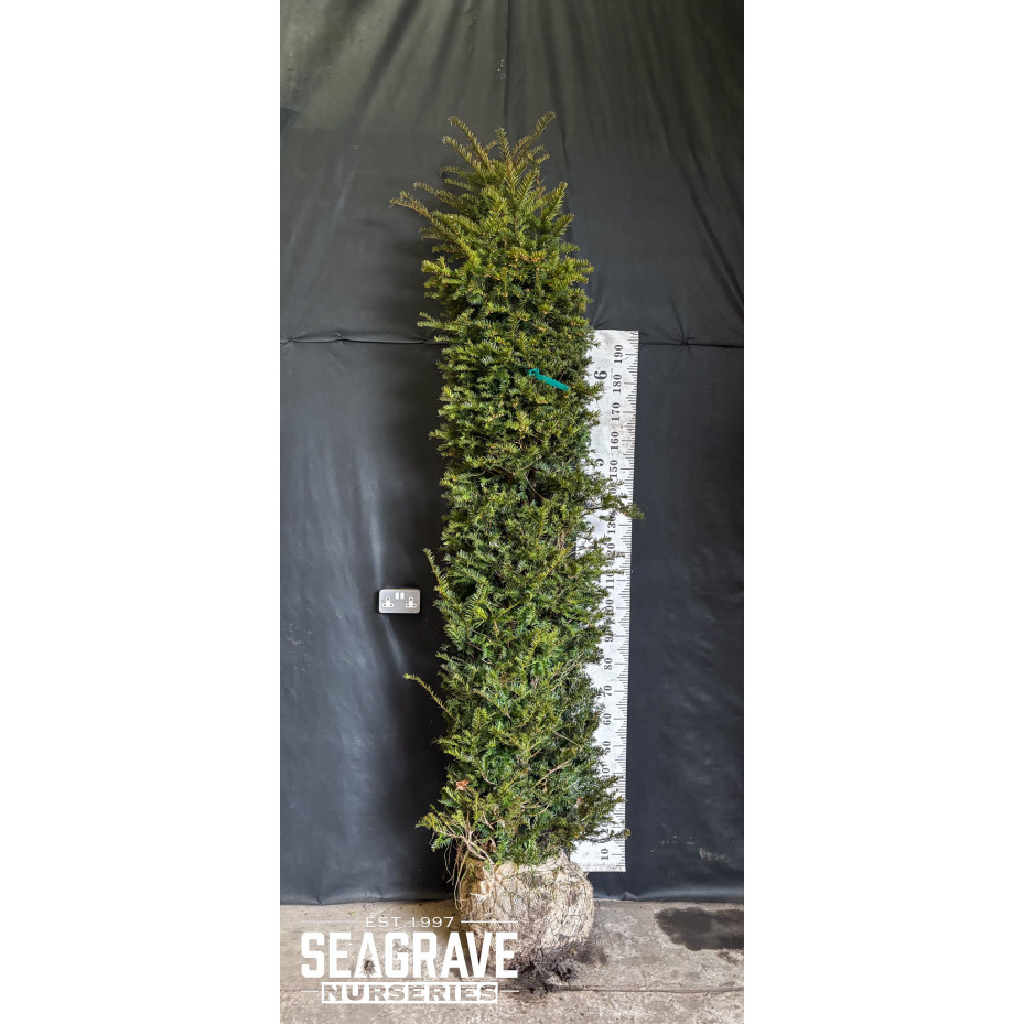 Taxus Baccata Rootballed, 200-250cm (6ft 6in - 8ft ) Planted Height - AVAILABLE NOW AGAIN FOR LIMITED TIME