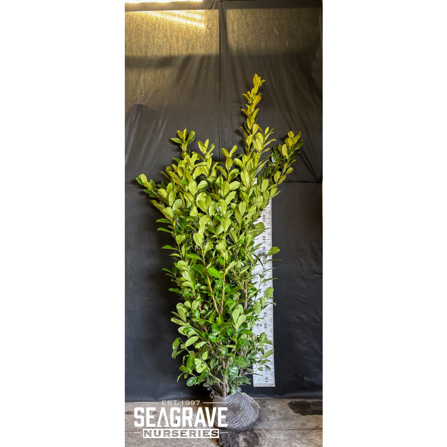 Cherry Laurel Hedging Rootball, 200-250cm (6ft 6in-7ft 4in) Planted Height - TAKING ORDERS FOR AUTUMN 2025