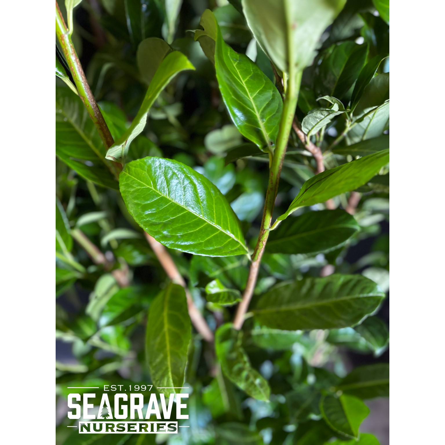 Cherry Laurel Hedging Rootball, 200-250cm (6ft 6in-7ft 4in) Planted Height - TAKING ORDERS FOR AUTUMN 2025