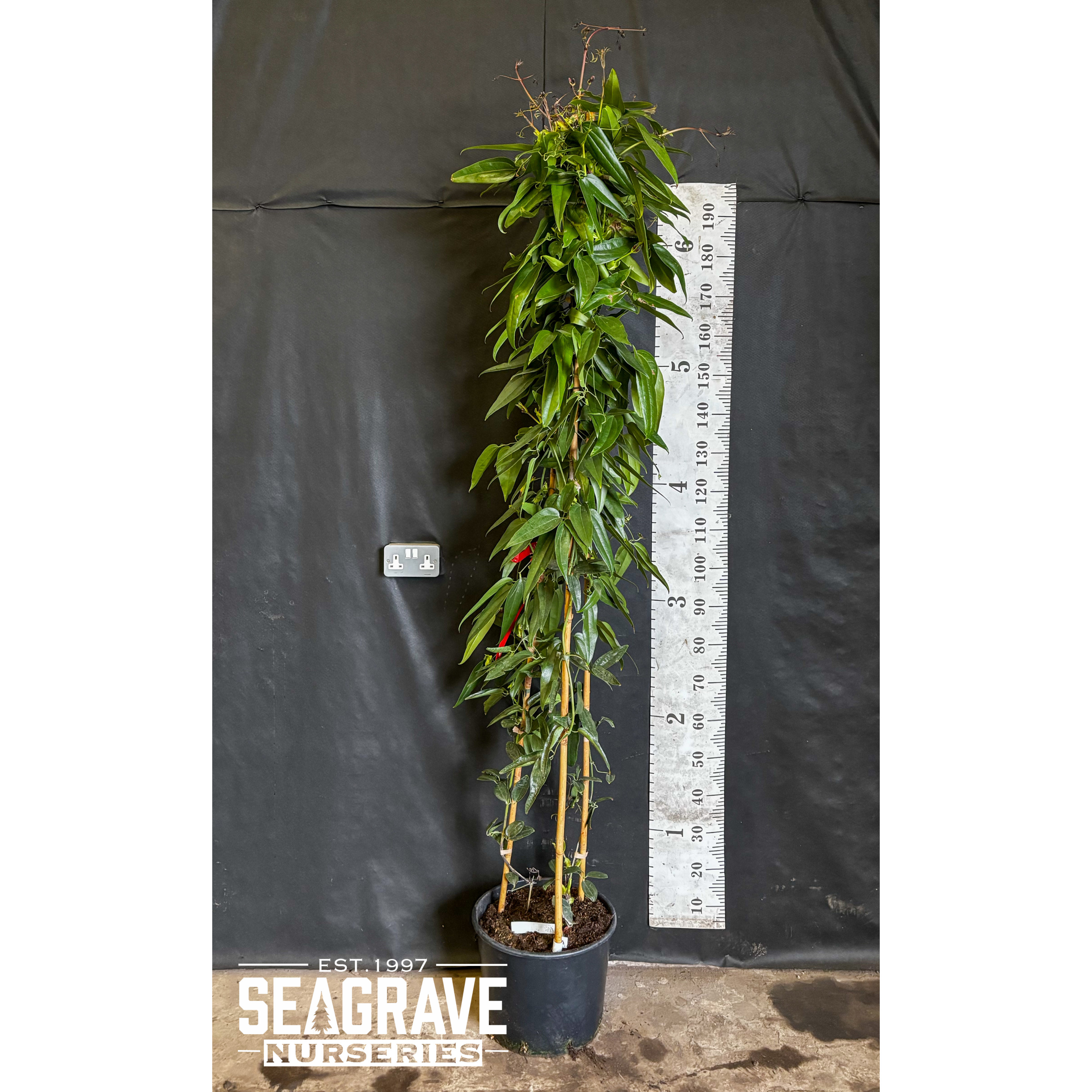 Clematis Armandii (Tri-cane), 150-175cm (5ft-6ft) Planted Height, 20L - SOLD OUT UNTIL SUMMER 2025