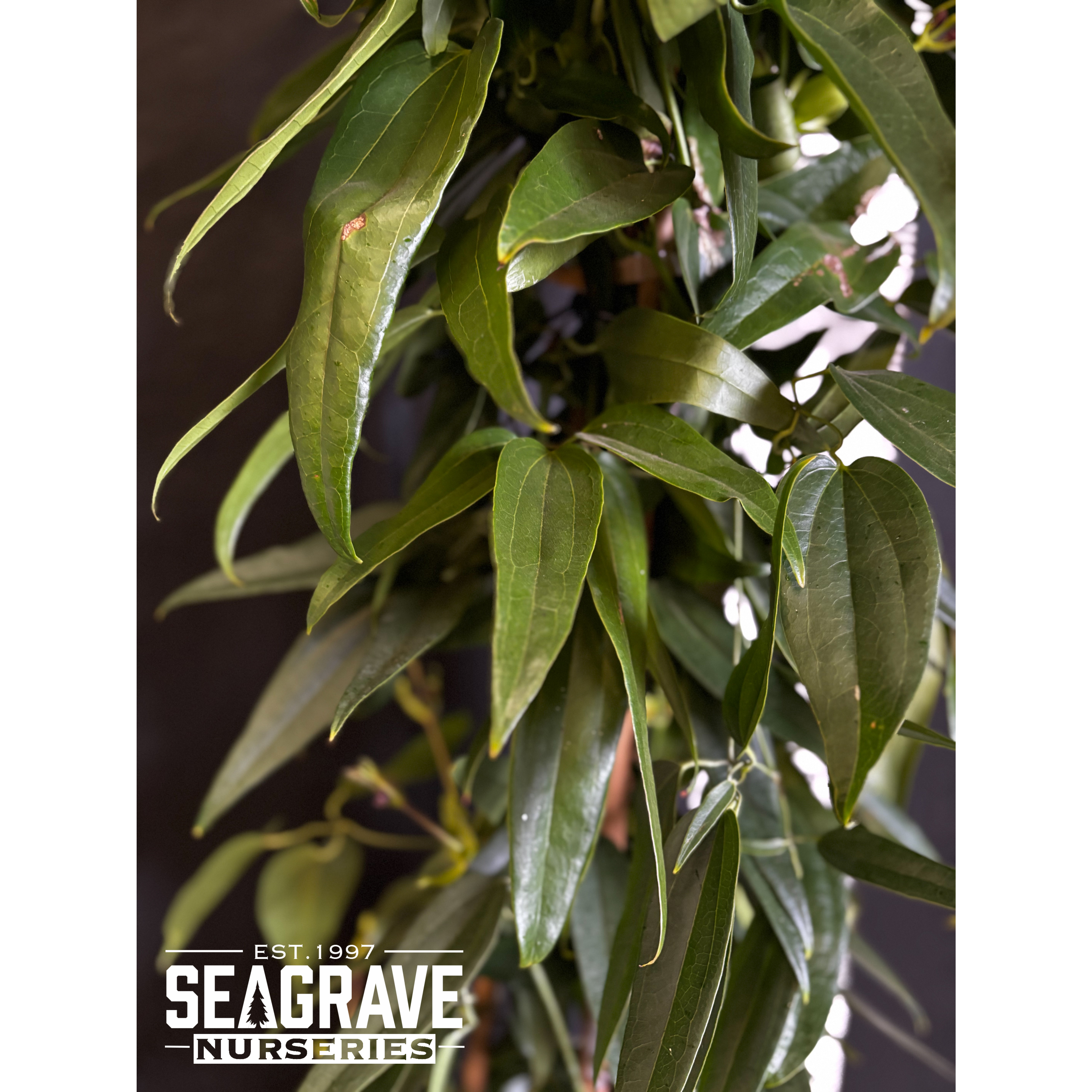 Clematis Armandii (Tri-cane), 150-175cm (5ft-6ft) Planted Height, 20L - SOLD OUT UNTIL SUMMER 2025