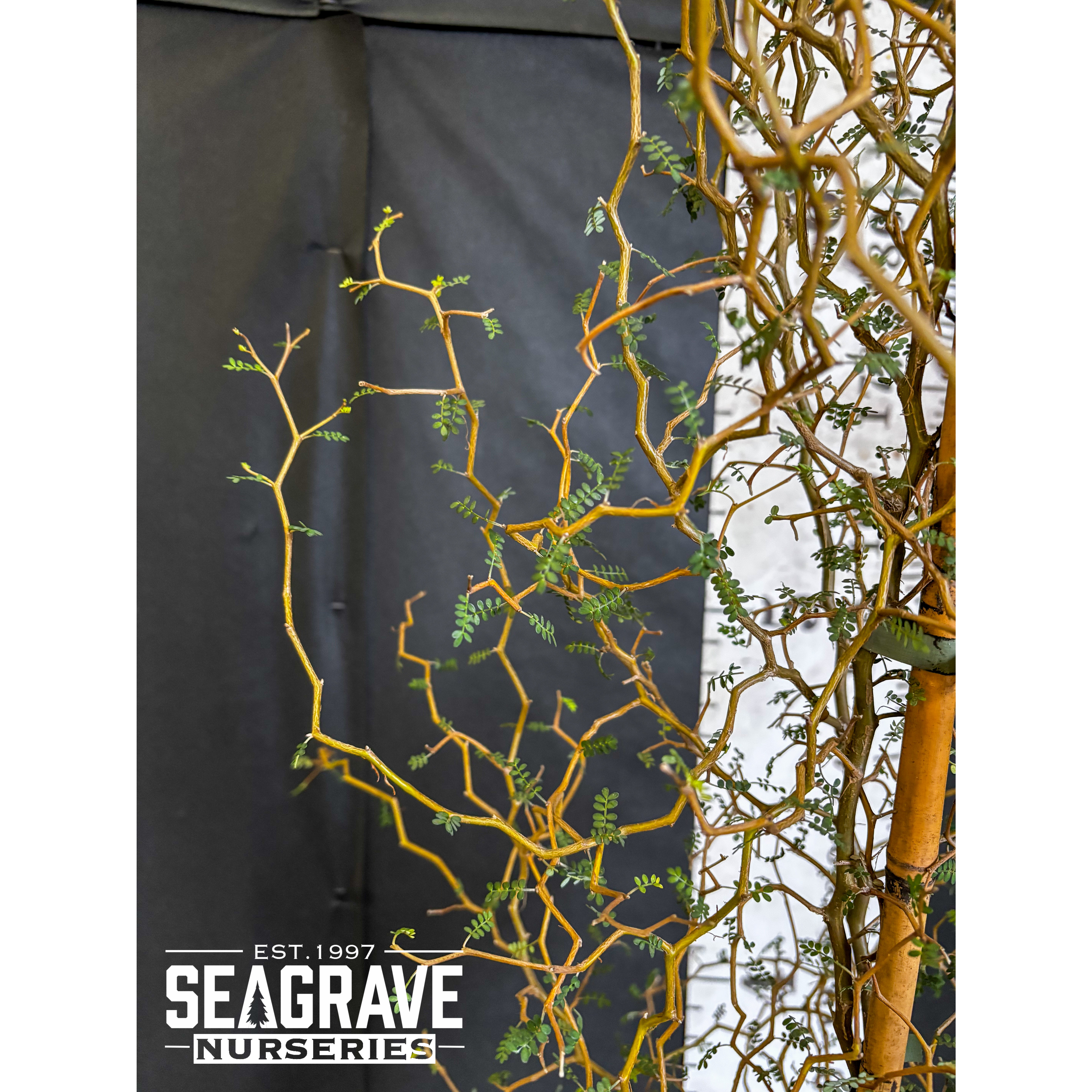 Sophora 'Little Baby', 80-100cm Planted Height, 20L - SOLD OUT