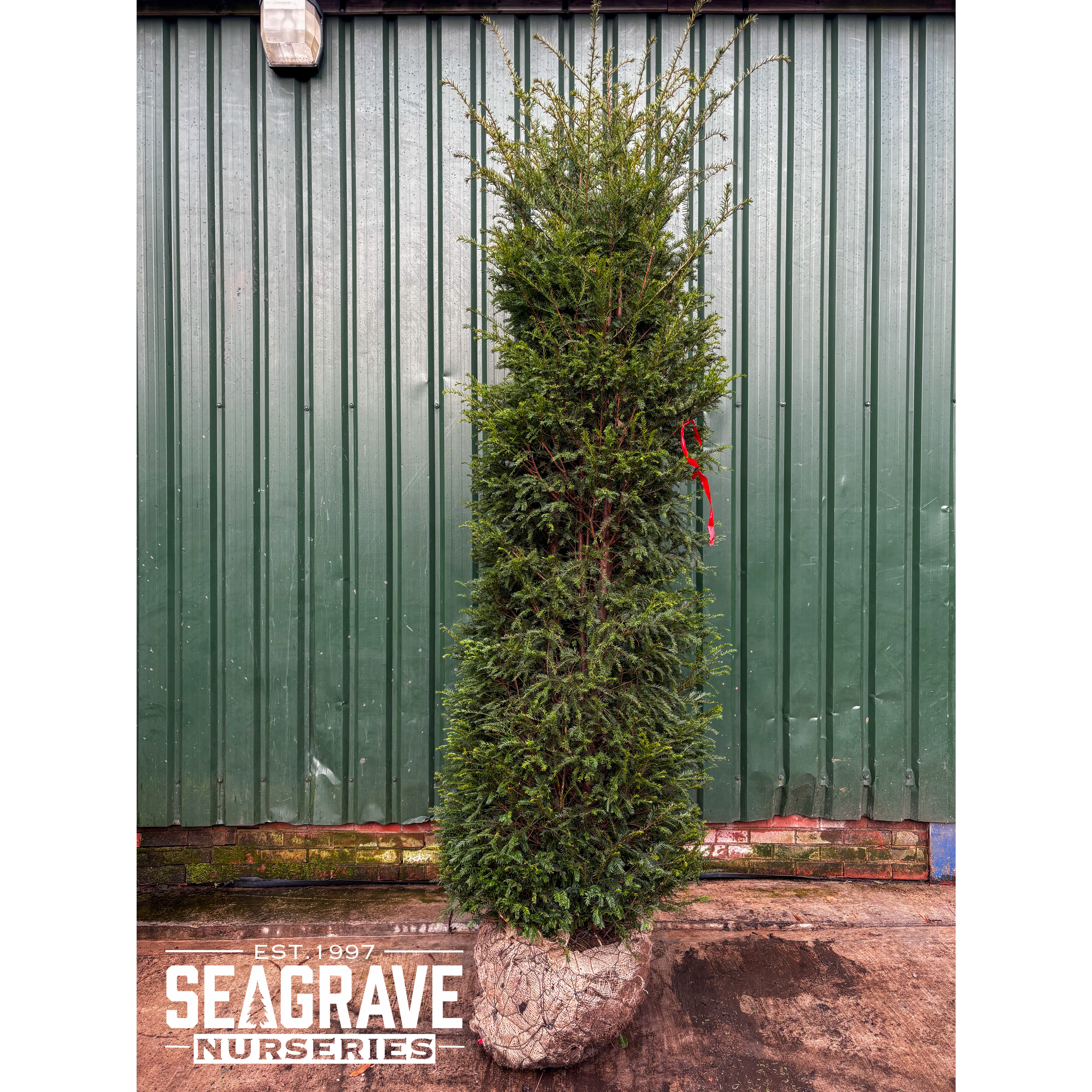 Taxus Baccata Rootballed 275-300cm (9ft - 10ft) Planted Height - SOLD OUT - TAKING ORDERS FOR AUTUMN 2025