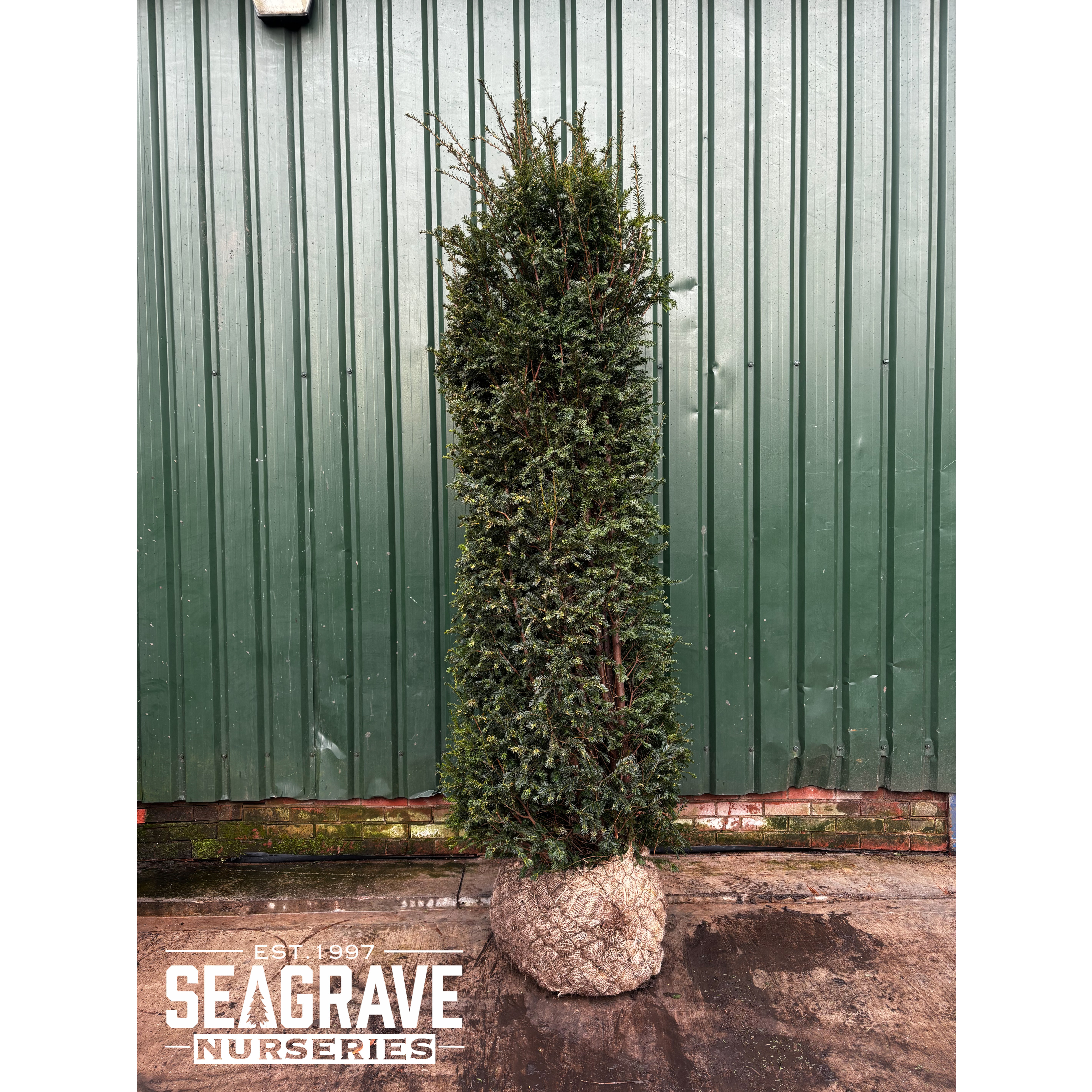 Taxus Baccata Rootballed, 250-275cm (8ft 2in -9ft) Planted Height - SOLD OUT - TAKING ORDERS FOR AUTUMN 2025