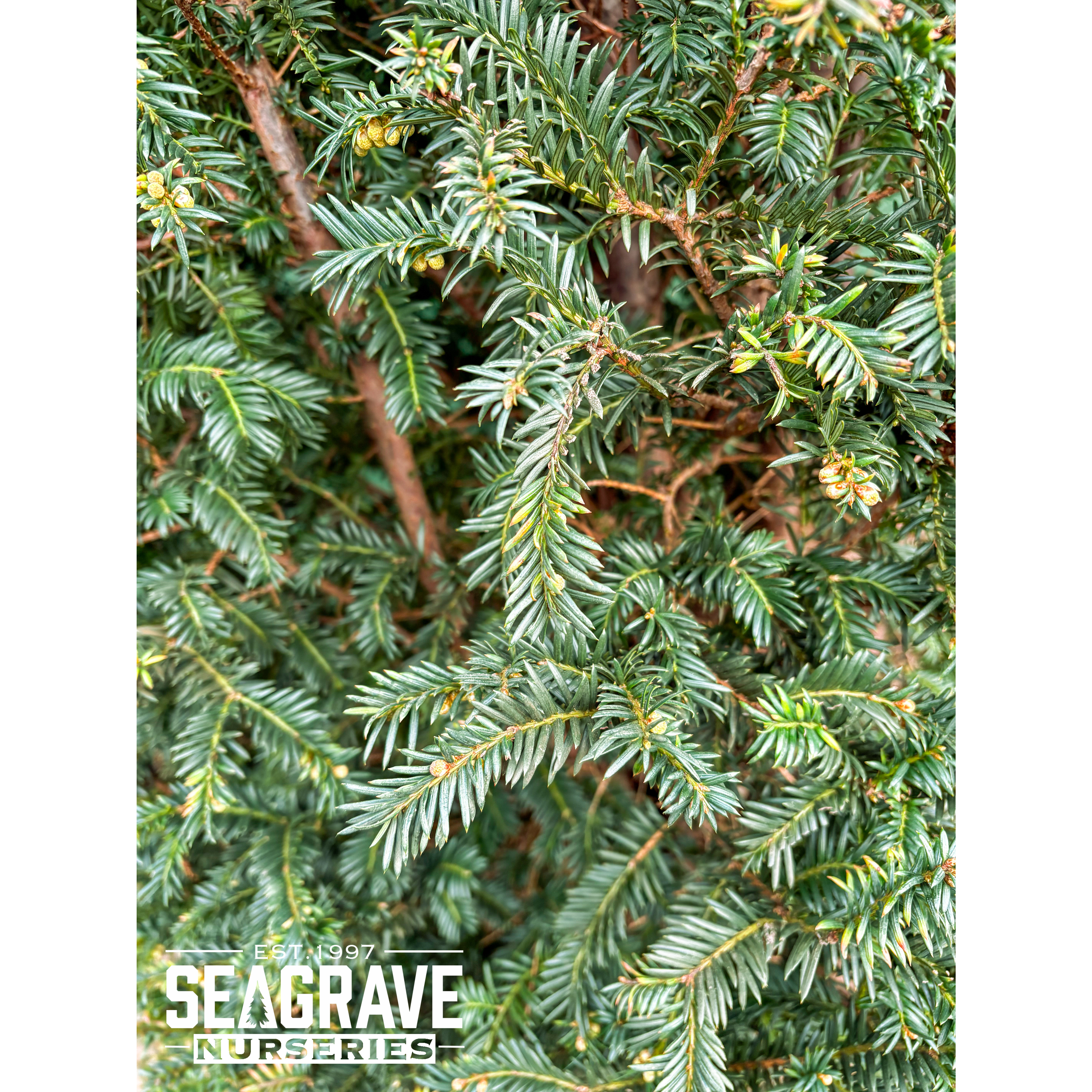 Taxus Baccata Rootballed 275-300cm (9ft - 10ft) Planted Height - SOLD OUT - TAKING ORDERS FOR AUTUMN 2025