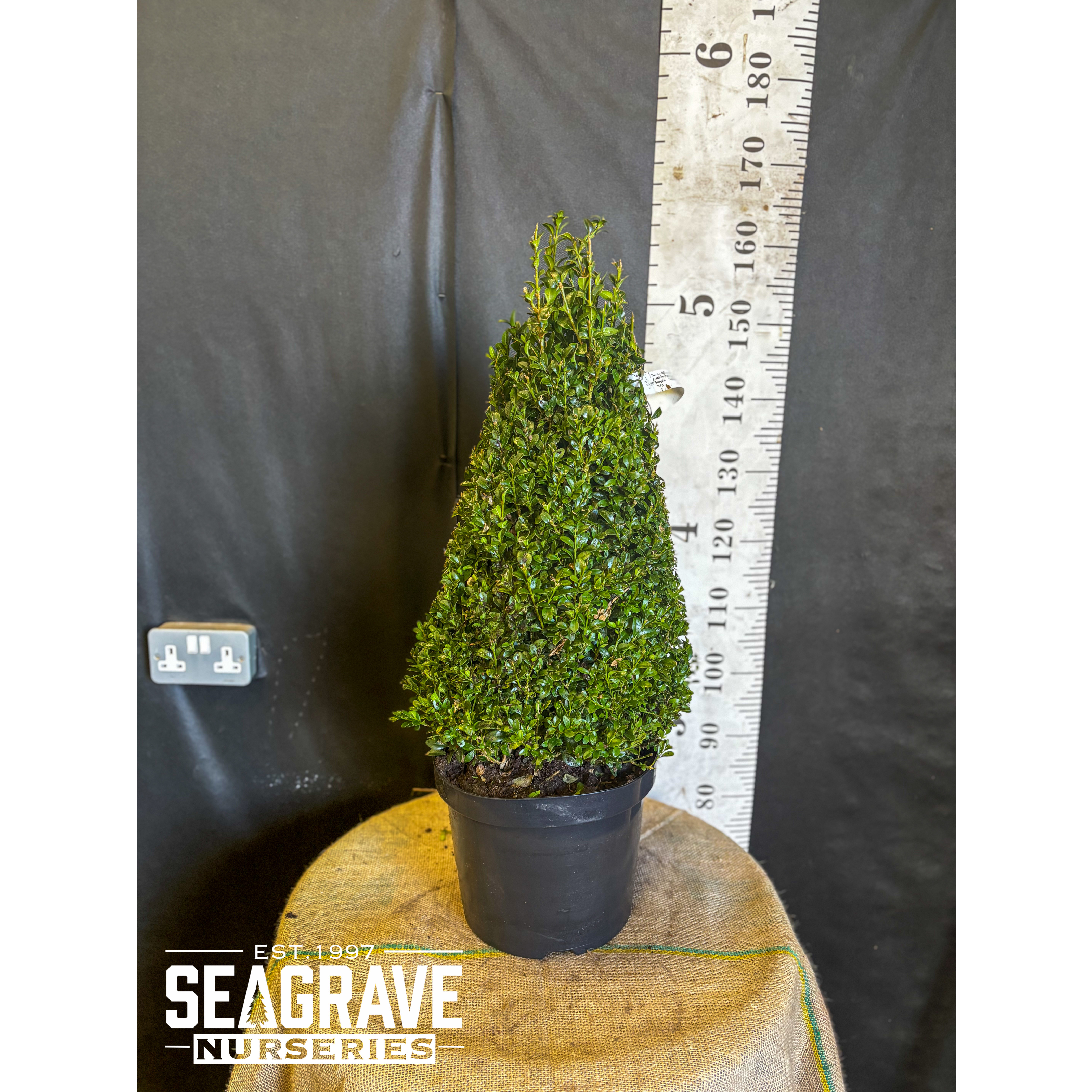 Box Buxus Cone, 70cm  Including Pot