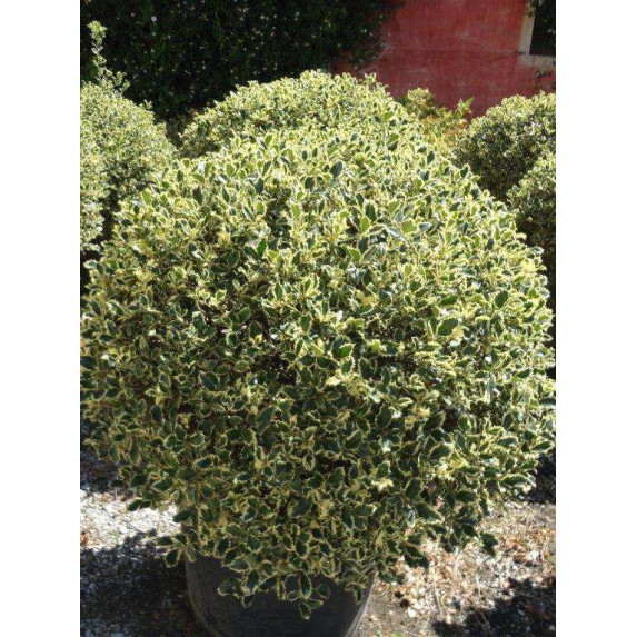 ILEX AQUIFOLIUM AUREOMARGINATA 120-130CM DIAMETER BALL