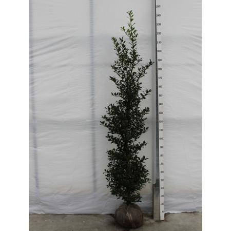 Holly 'Alaska' (Ilex Aquifolium 'Alaska') , 175-200cm, Rootball