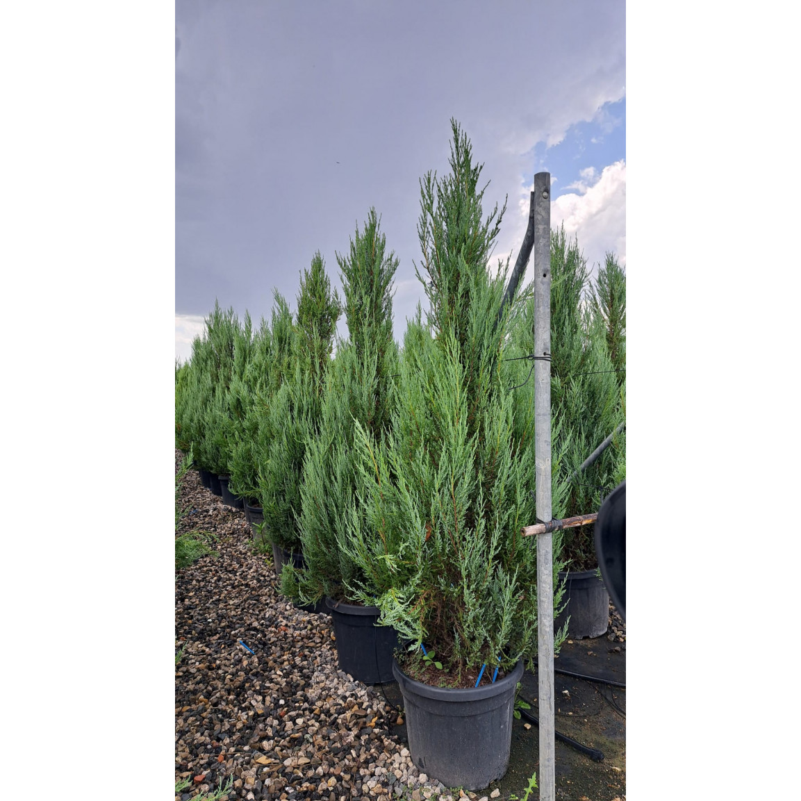 Juniperus'Blue Arrow' 6-7ft / 175-200cm planted height