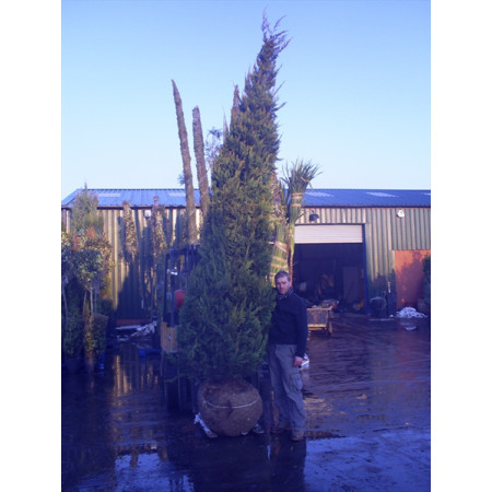 Leylandii 'Gold Rider' Large 400-450cm (13-14ft) plant height not including pot - AVAILABLE NOW