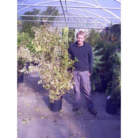 Elaeagnus Limelight 170cm / 5ft 6in 50lt pot