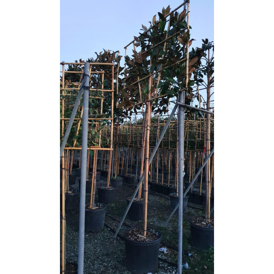 Magnolia Grandiflora Pleached, 200cm Stem, 12/14cm Girth, 120cm w x 120cm h frame