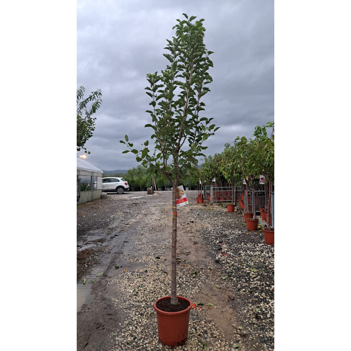 Apple Tree - Malus 'Fuji' - 220/250cm 1/2 STD