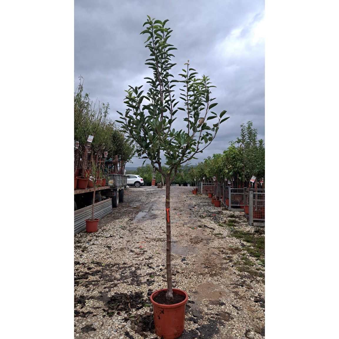 Apple Tree - Malus 'Golden Delicious' - 220/250cm 1/2 STD