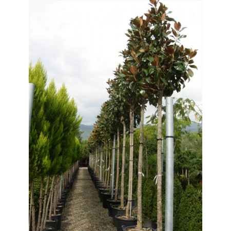 Magnolia Grandiflora Gallisoniensis std 11ft.6''-13ft including pot height 180-200cm stem 18/20cm girth 70-80cm head