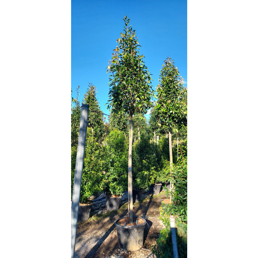 Photinia Red Robin Large Standard 1.8-2m Clear stem - 14/16 cm girth - 80cm Crown - 3.5m (Aprox) Planted Height