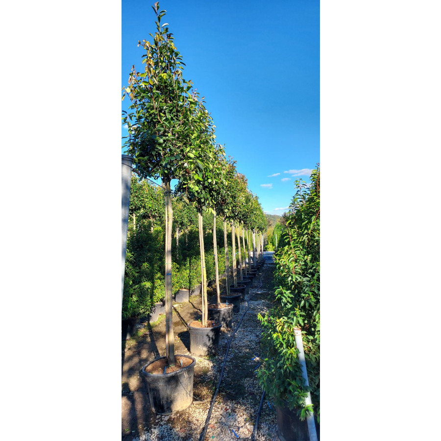 Photinia Red Robin Large Standard 1.8-2m Clear stem - 14/16 cm girth - 80cm Crown - 3.5m (Aprox) Planted Height