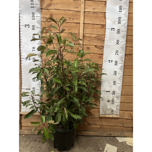 Photinia Red Robin 80-100cm plant height