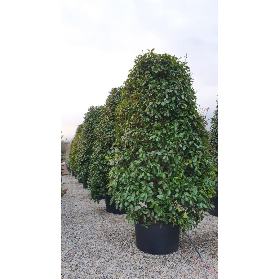 Photinia Red Robin, 300/350cm Excluding The Pot, 285L Container
