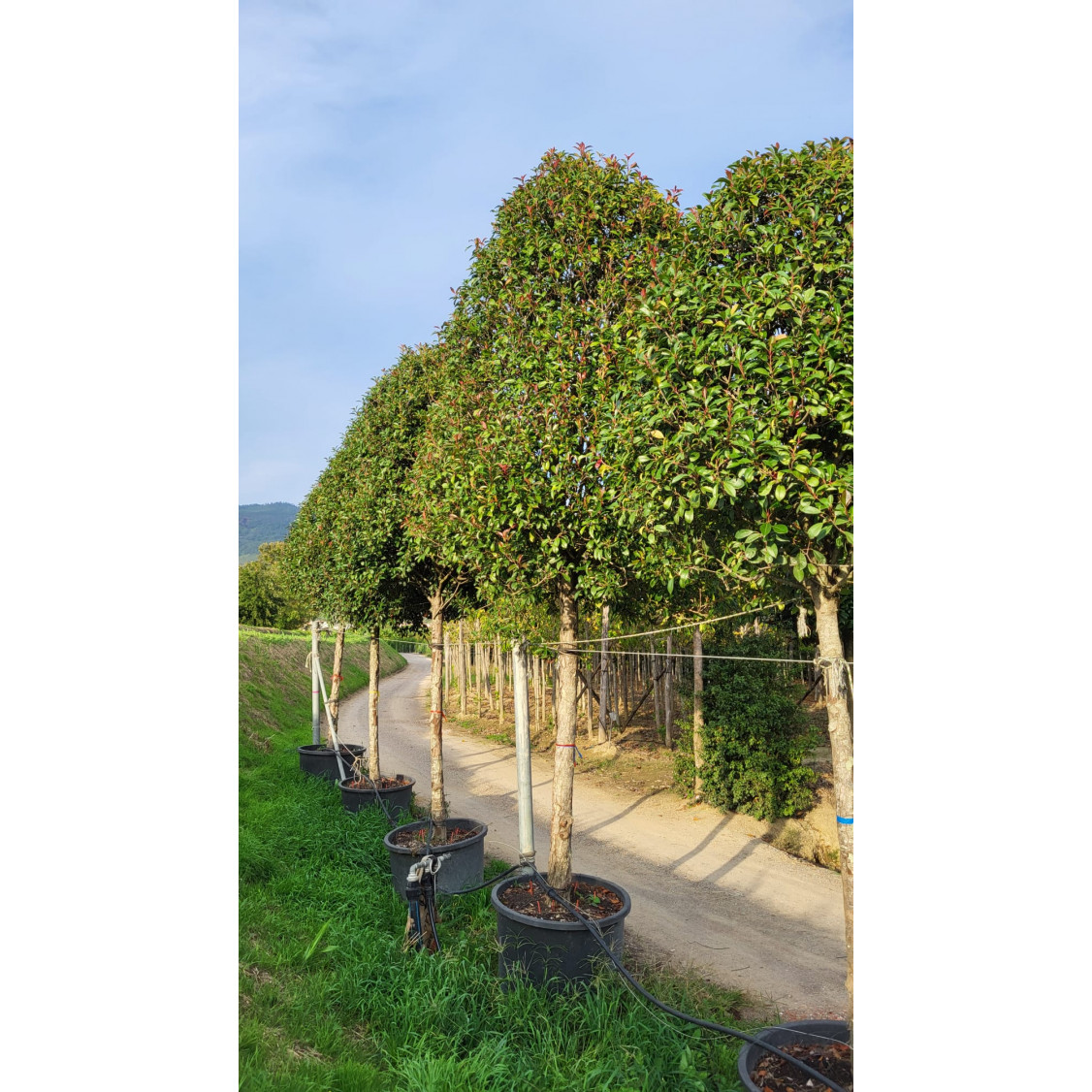 Photinia Red Robin Large Standard 500cm Height, 500lt Pot, 40-45cm Girth - RARE, MASSIVE PLANTS!