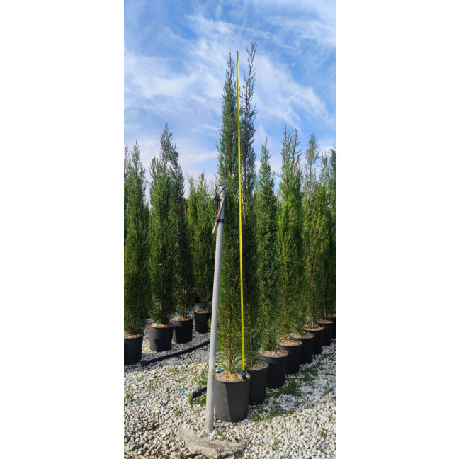 Italian Cypress (Cupressus Sempervirens) - 275-300cm / 9 to10ft inc pot height in 35 litre container