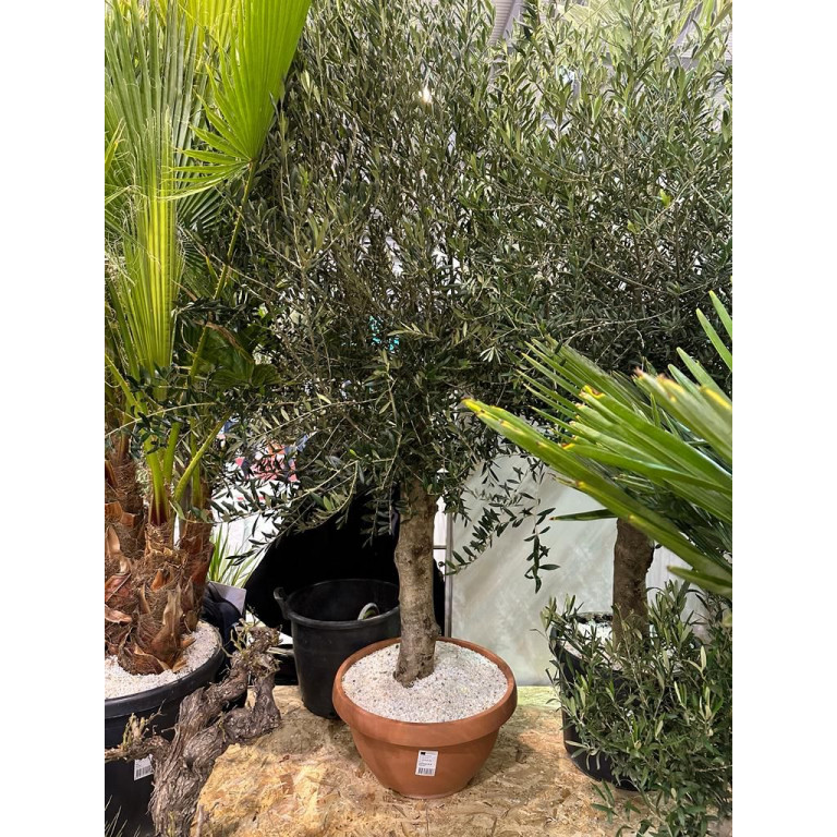 Olive Tree 120cm / 4ft tall including pot