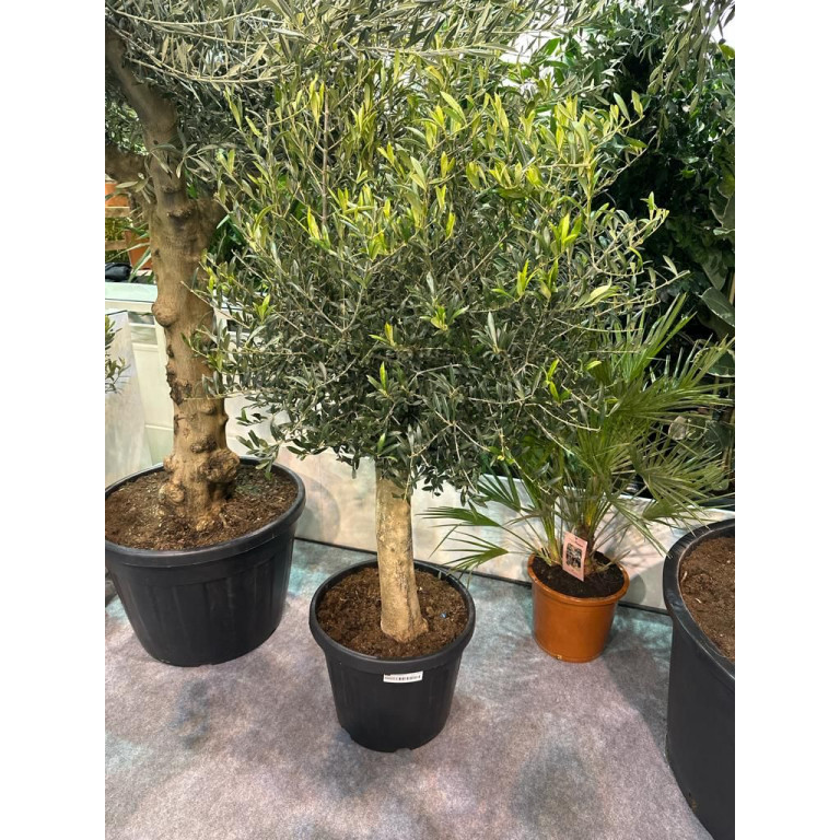 Olive Tree 5ft  including pot height, 15-20cm girth