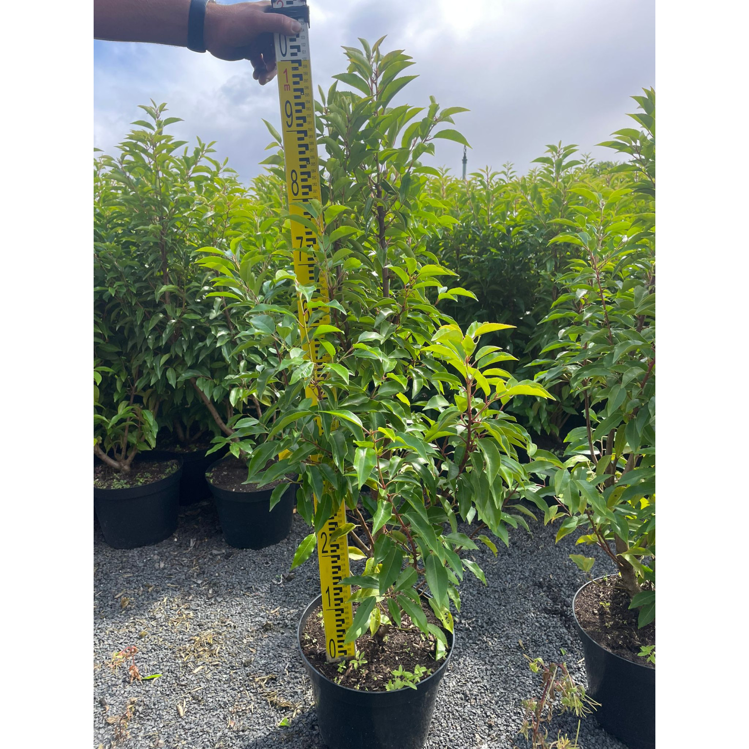 Prunus Lusitanica Hedging 100-120cm Potted - SOLD OUT