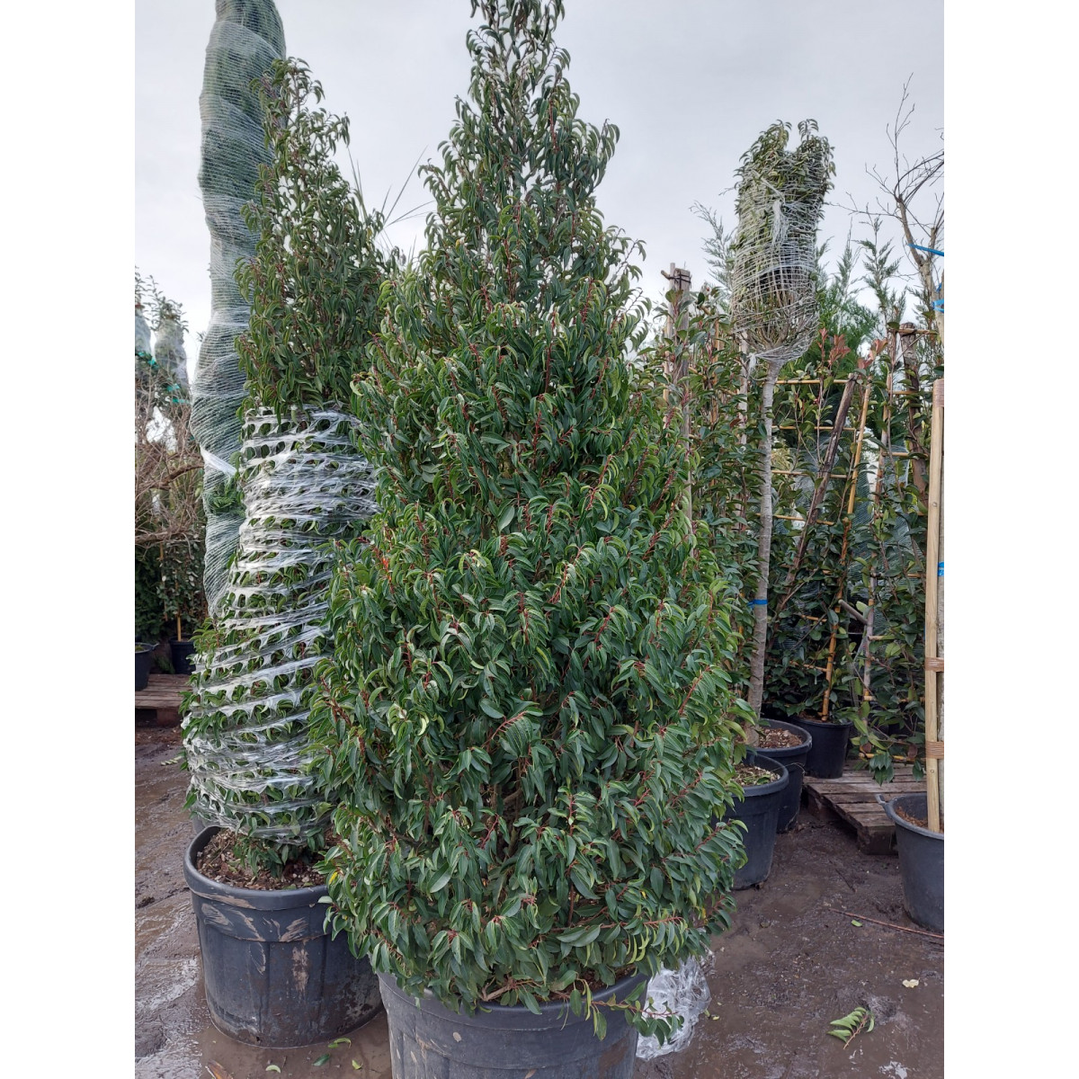Prunus Lusitanica 8-9ft planted height MASSIVE SIZE -  loose cone shaped - 230 litre pot