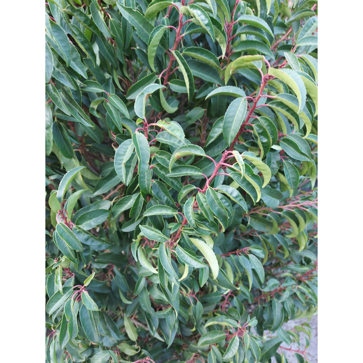 Prunus Lusitanica 8-9ft planted height MASSIVE SIZE -  loose cone shaped - 230 litre pot