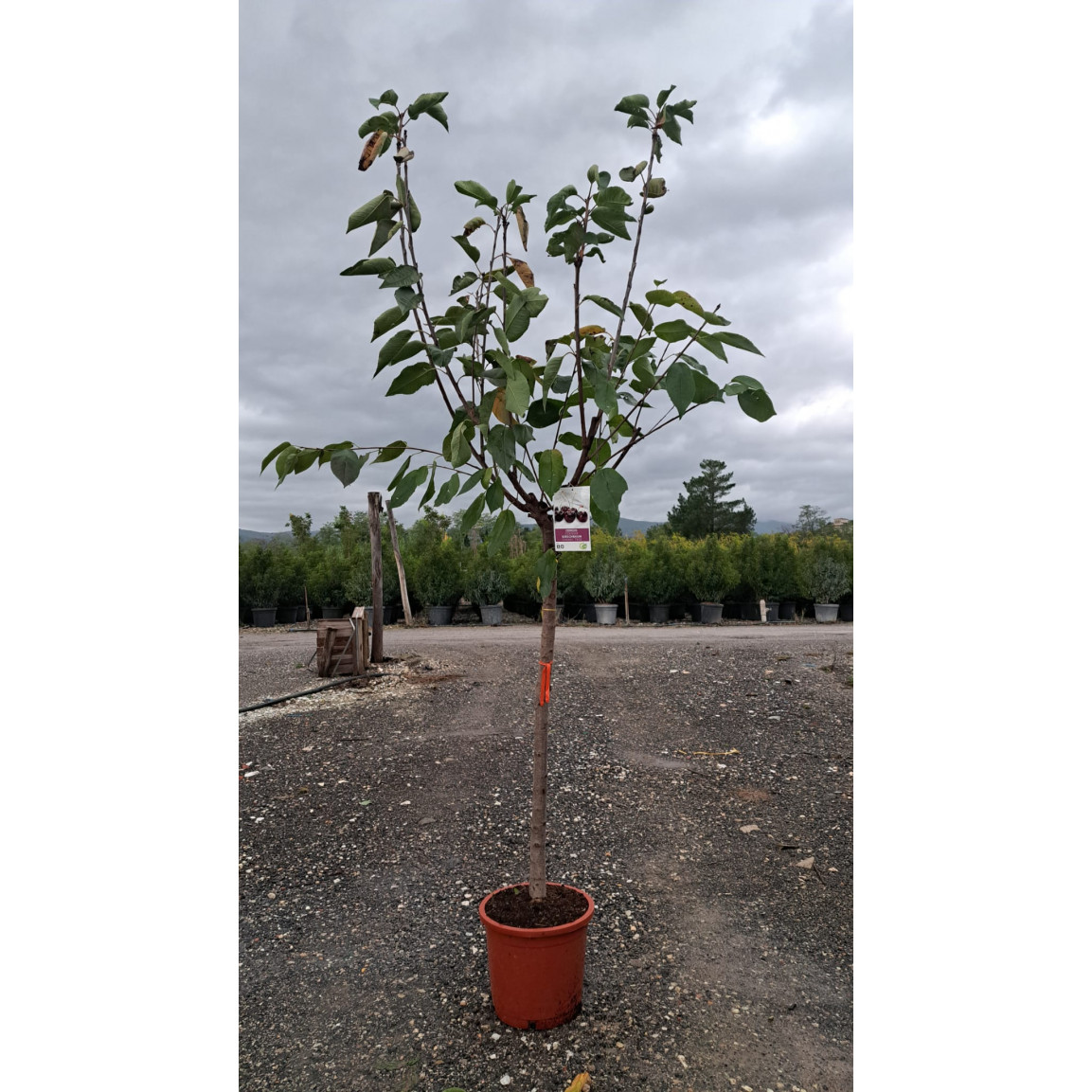 Cherry Tree Prunus Avium Van - 220/250cm 1/2 STD