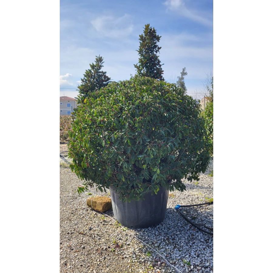 Prunus Lusitanica Angustifoli 180/200cm Diameter, 290lt Pot