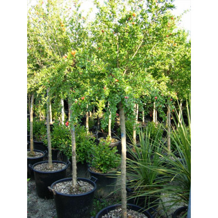 Pomegranate Punica Granatum 7-8 Feet High Including Height Of Pot, 20/25cm Stem Girth