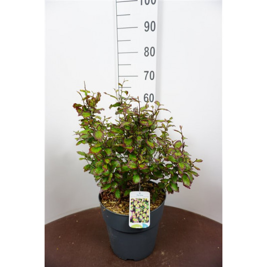 Parrotia persica 'Persian Spire' ® 50-60 cm C10