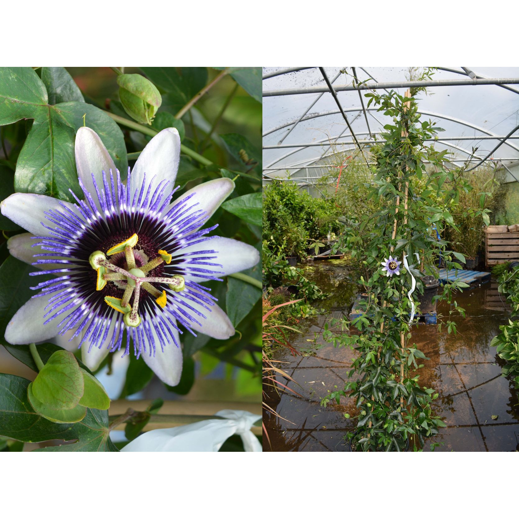 Passion Flower - Passiflora caerulea 6ft, 20L 3 canes