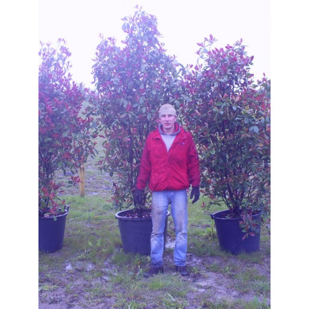 Photinia Red Robin 250/300cm excluding pot height