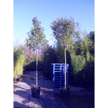 Photinia Red Robin Large Standard 2m Clear stem - 16/18 cm girth - 80-100cm Crown dia - 4m (Aprox) Height Including Pot