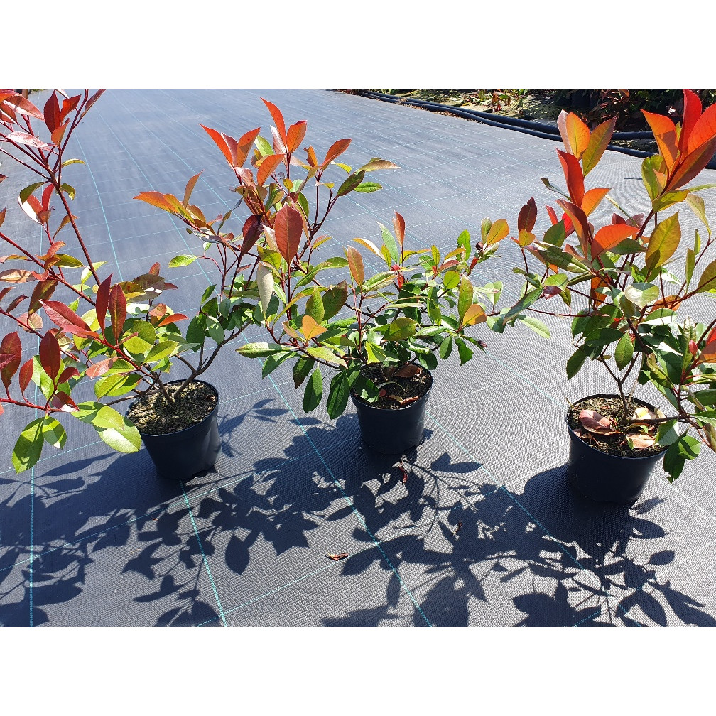 Photinia Red Robin 30-40cm plant height - 2 litre pot